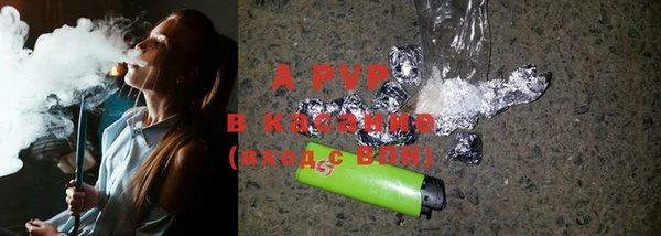 хмурый Тайга